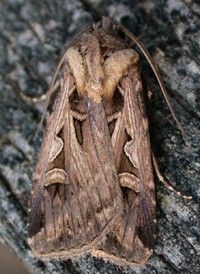 Subgothic Dart Subgothic Dart